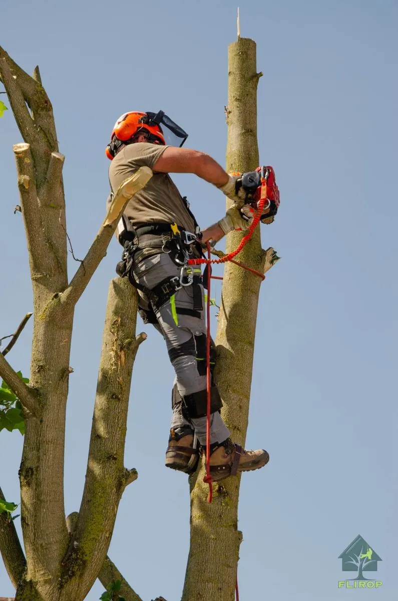 Arborista pri postupnom výrube stromu – fotografia FLIROP
