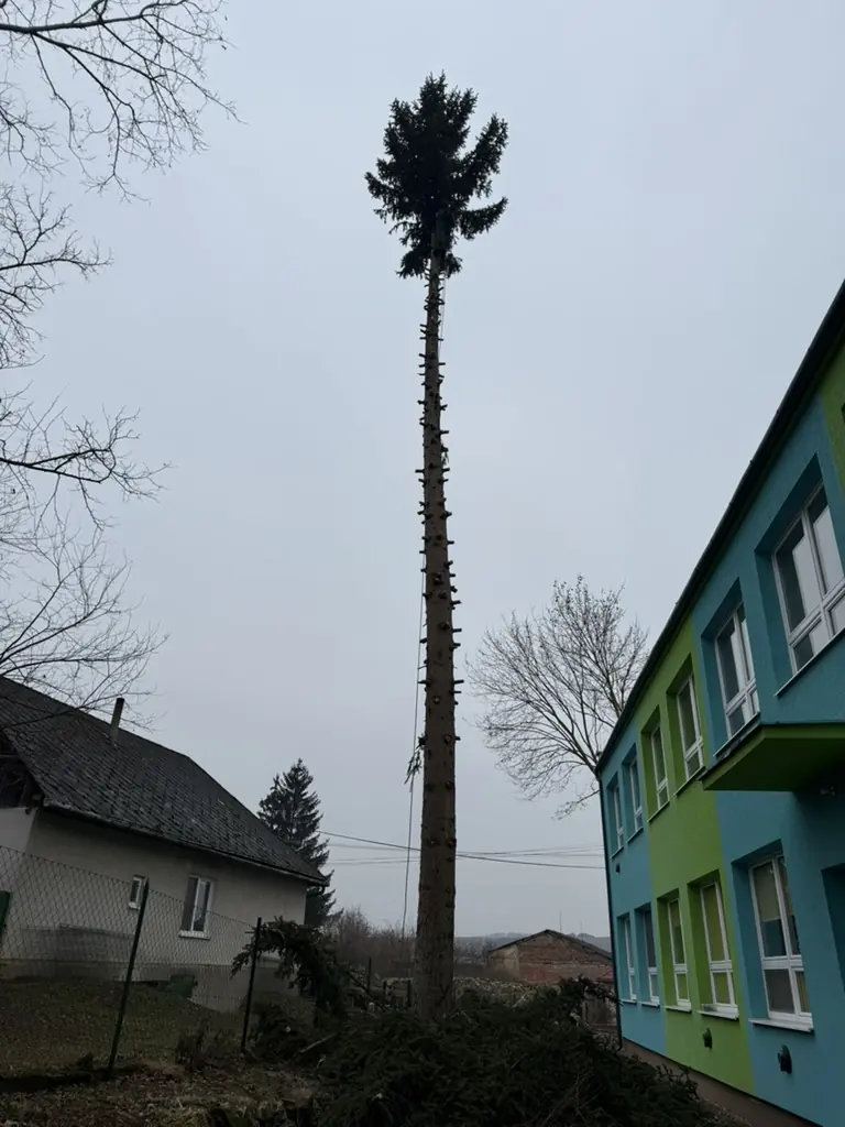 Rizikový strom pri dome, Demandice